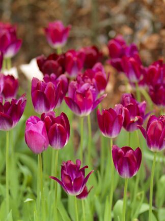 Tulipa Kansas Proud