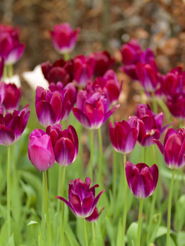 Tulipa Kansas Proud