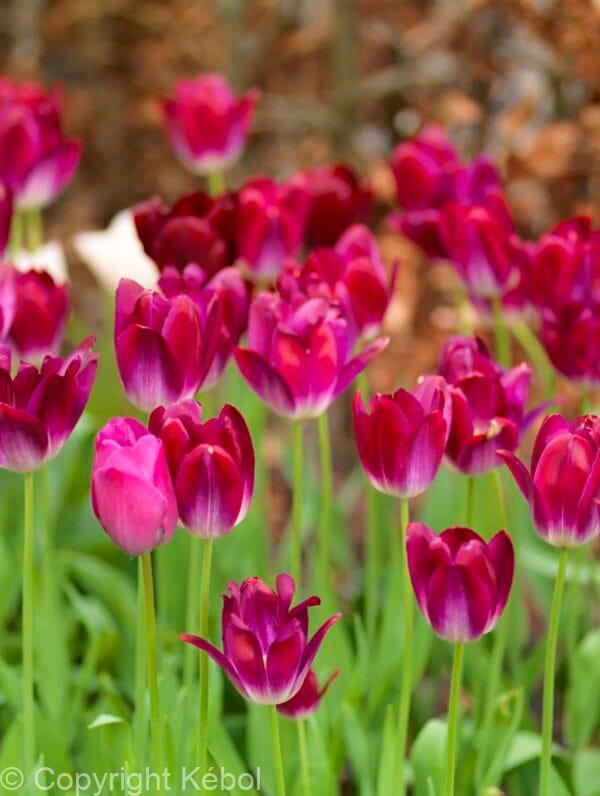Tulipa Kansas Proud
