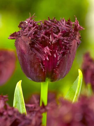 Tulipa Labrador