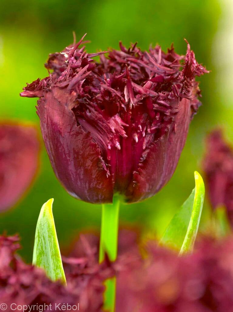 Tulipa Labrador