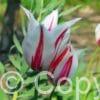 Tulipa Marilyn