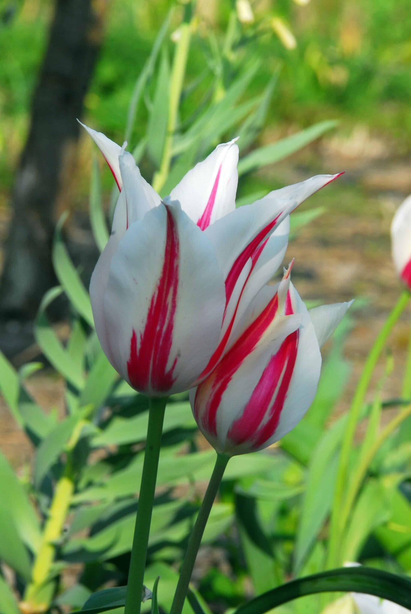Tulipa Marilyn