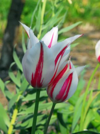 Tulipa Marilyn