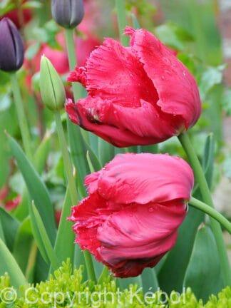 Tulipa Marvel Parrot