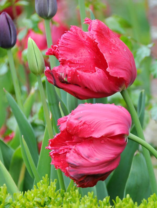 Tulipa Marvel Parrot