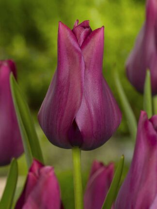 Tulipa Merlot