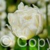 Tulipa Mount Tacoma