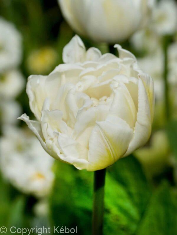 Tulipa Mount Tacoma