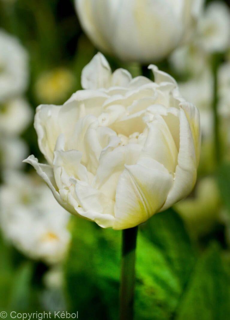 Tulipa Mount Tacoma