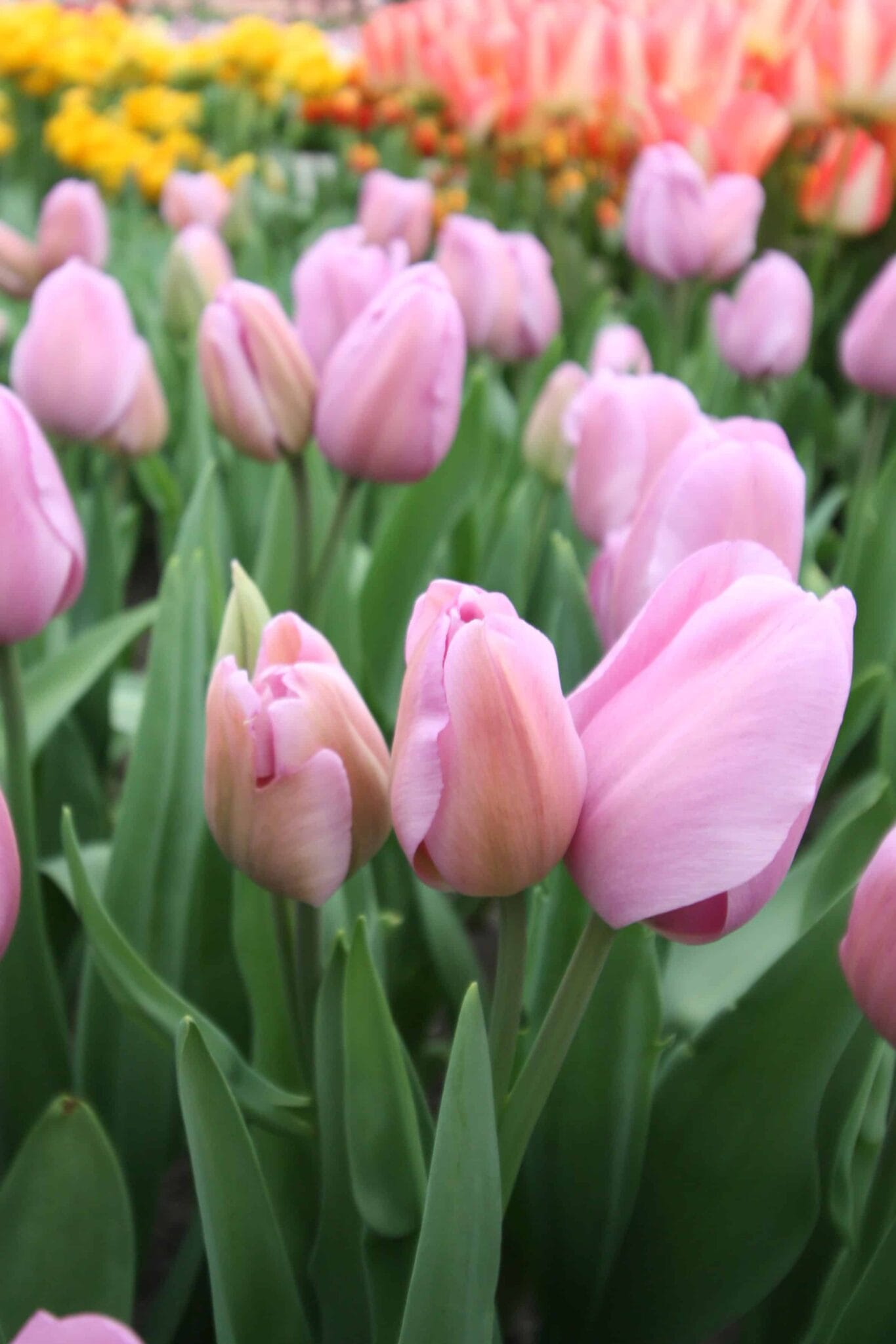 Tulipa Mystic van Eijk