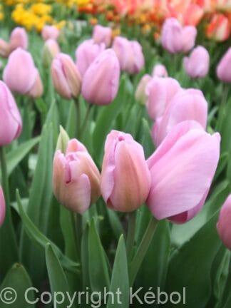 Tulipa Mystic van Eijk