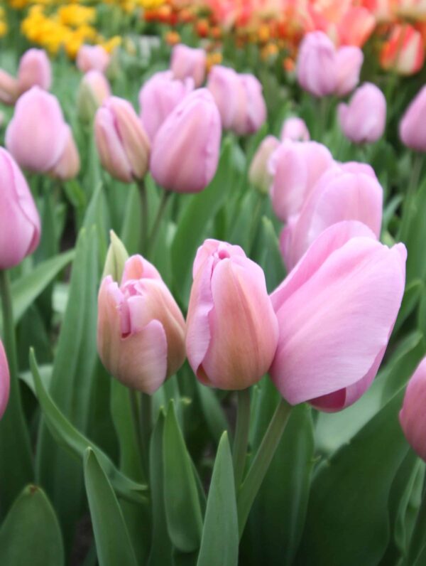 Tulipa Mystic van Eijk