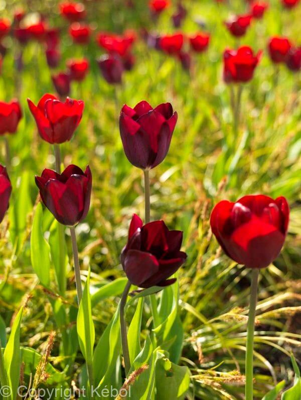 Tulipa National Velvet