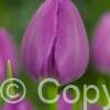 Tulipa Negrita