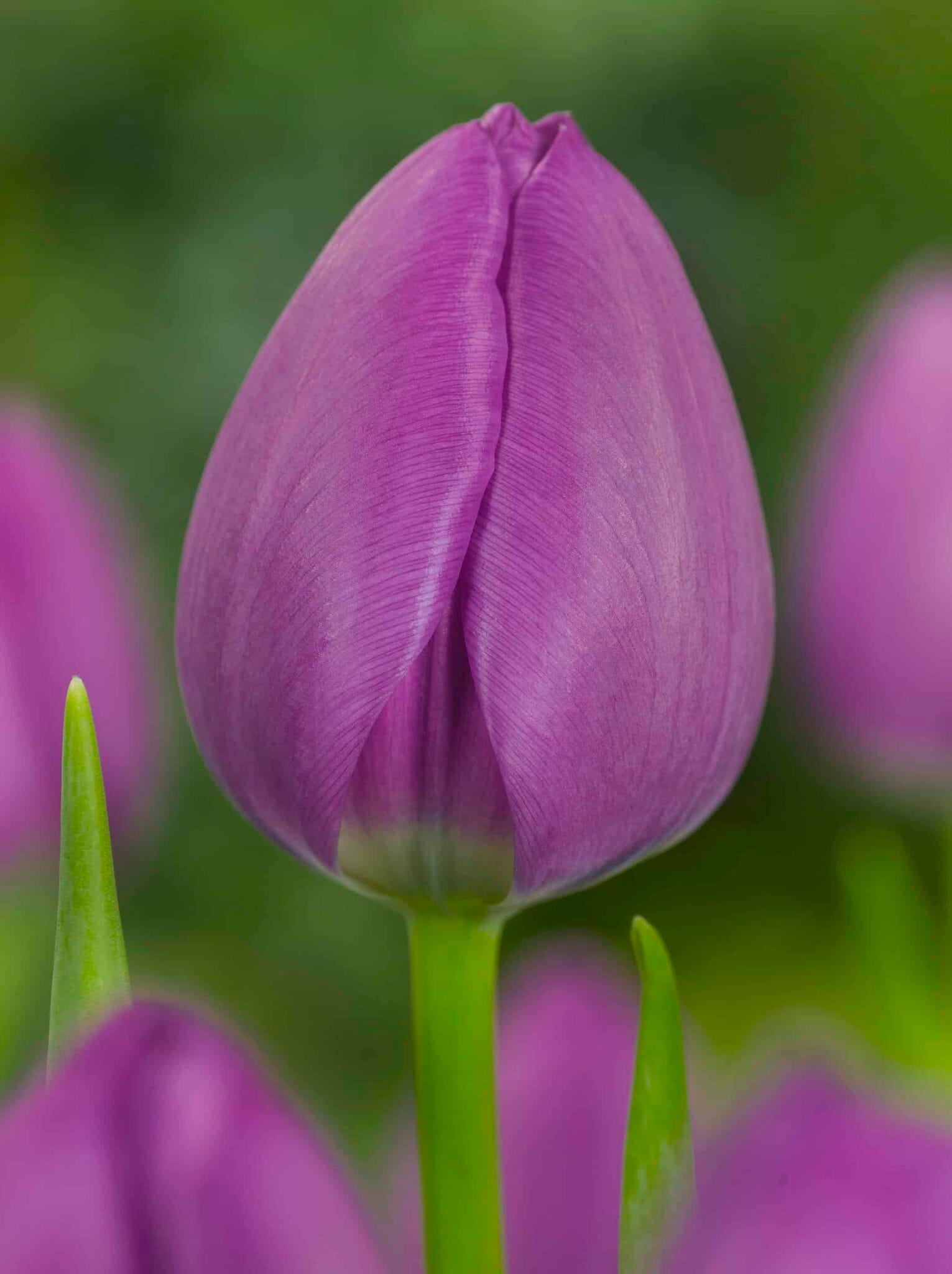 Tulipa Negrita