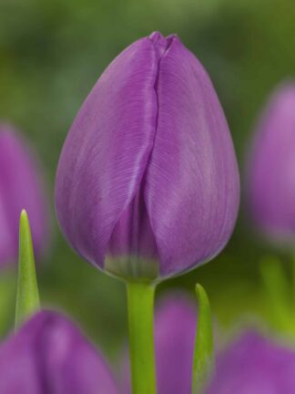 Tulipa Negrita