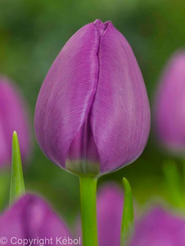 Tulipa Negrita