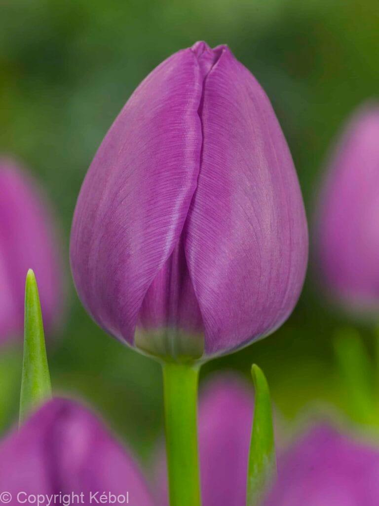 Tulipa Negrita