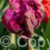 Tulipa Negrita Parrot