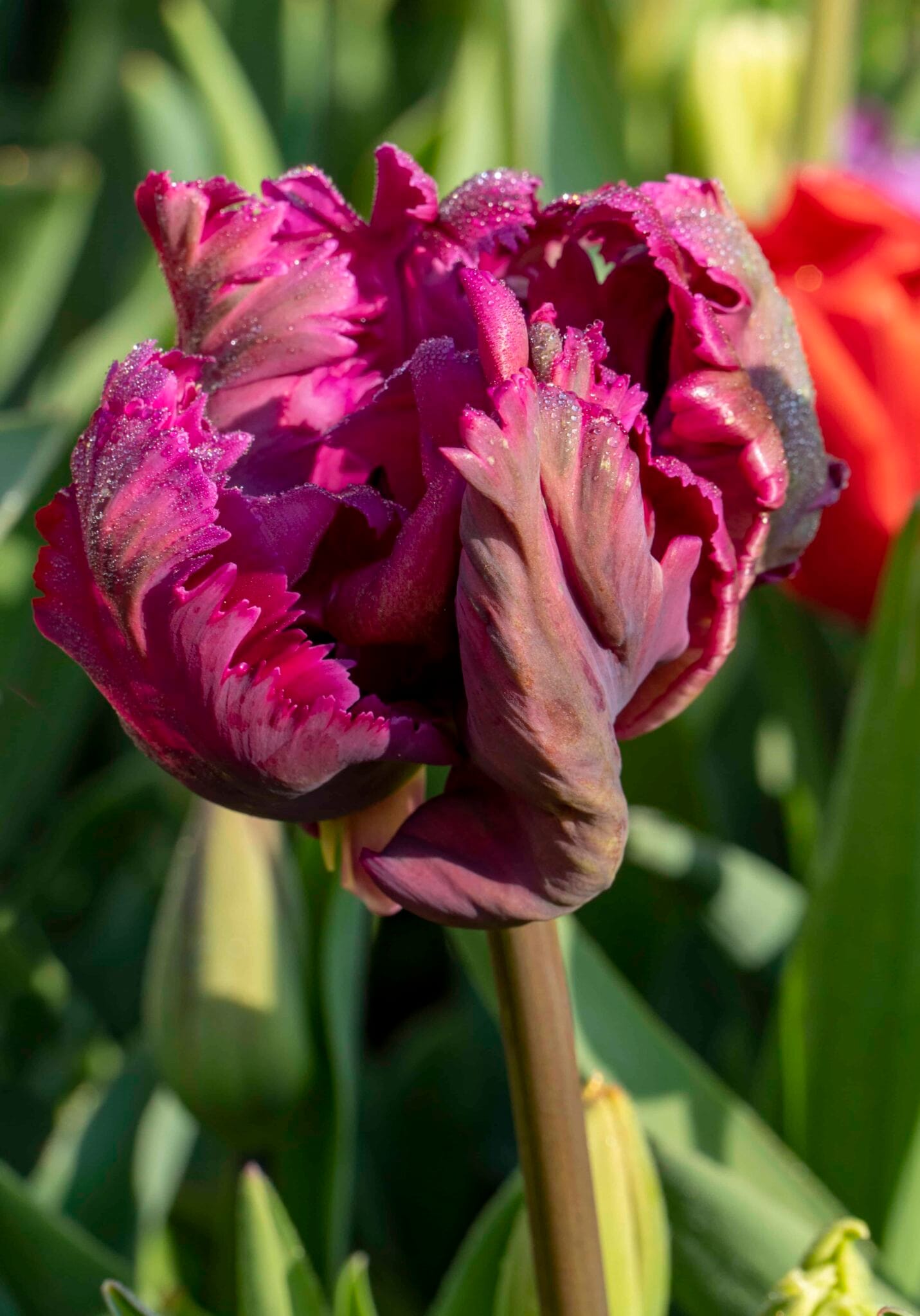 Tulipa Negrita Parrot
