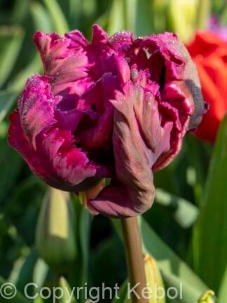 Tulipa Negrita Parrot