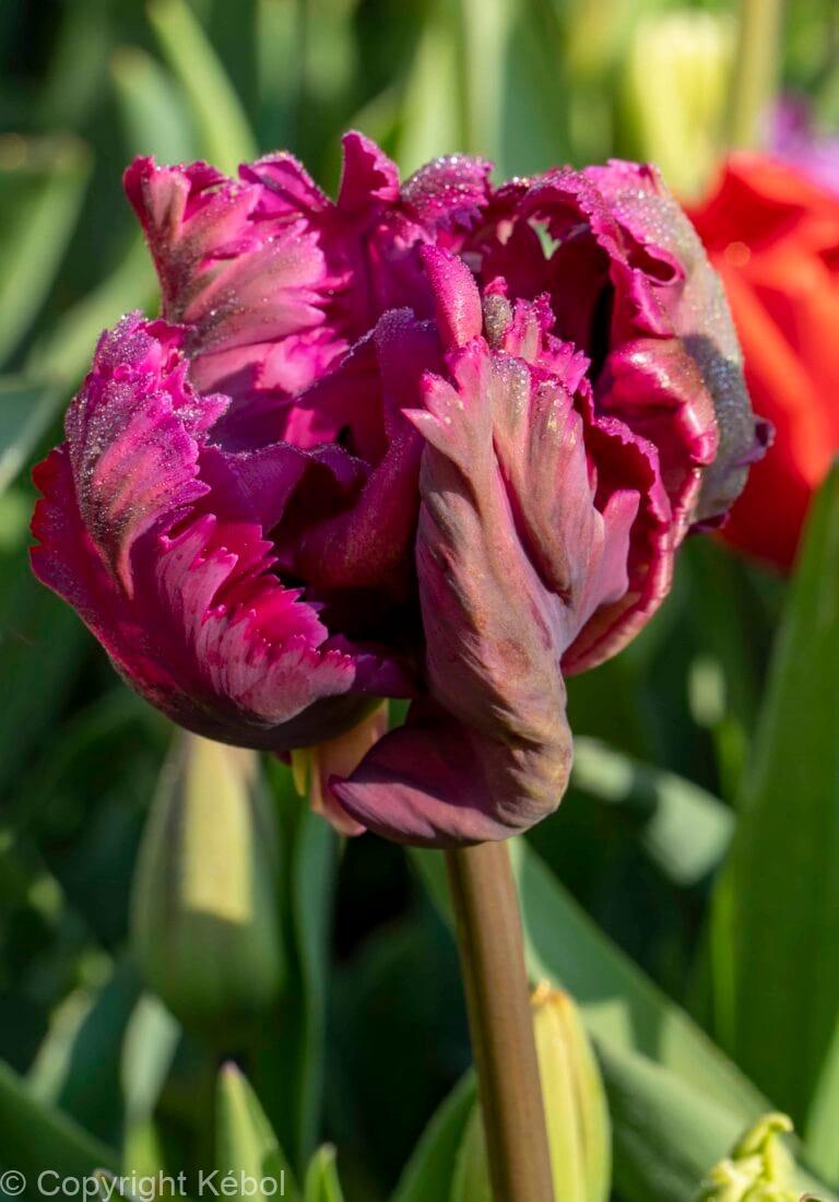 Tulipa Negrita Parrot