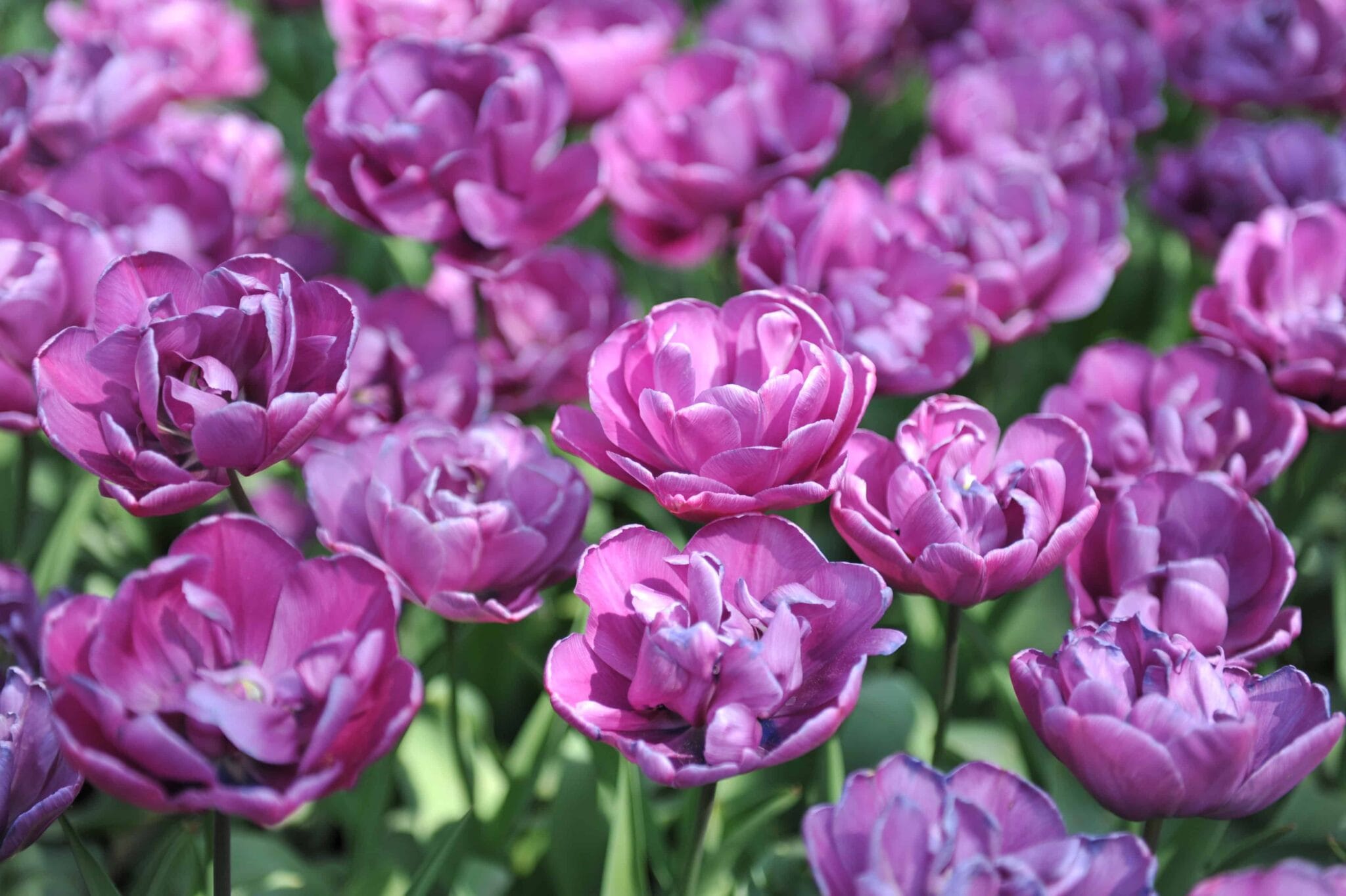 Tulipa Negrita Double
