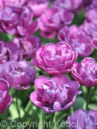 Tulipa Negrita Double