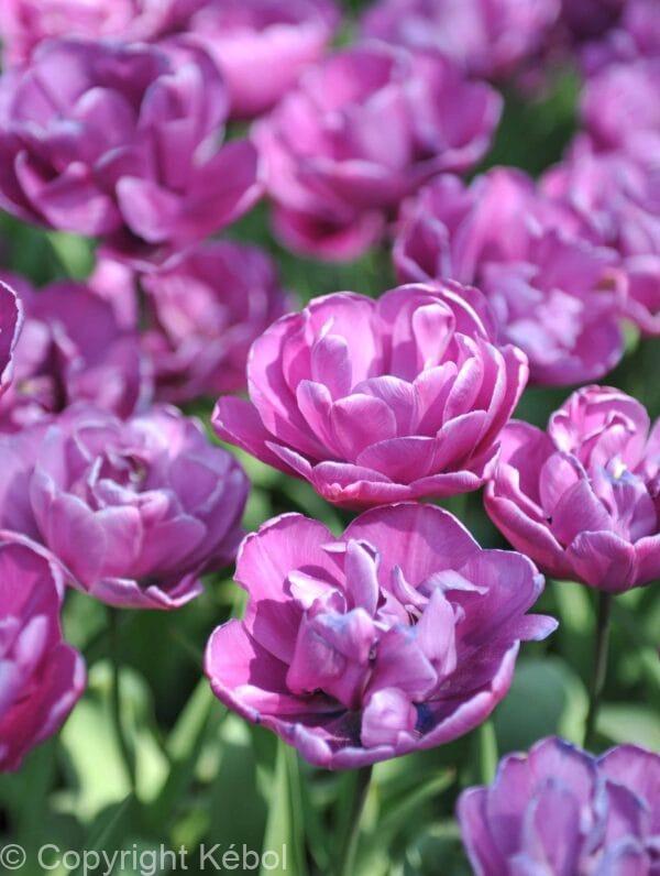 Tulipa Negrita Double