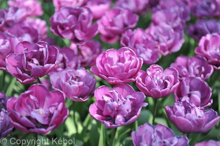Tulipa Negrita Double