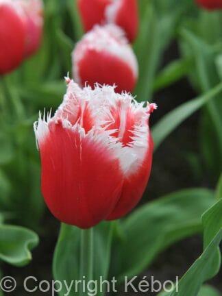 Tulipa New Santa