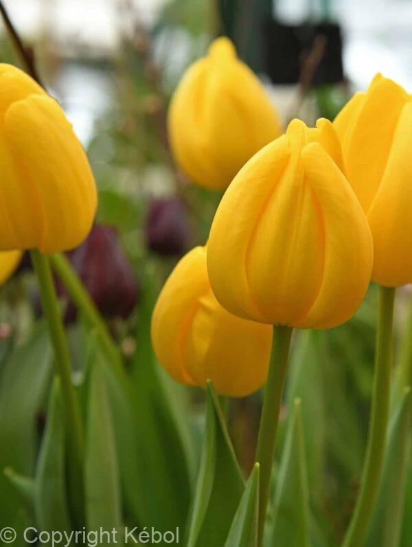 Tulipa Novi Sun