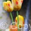 Tulipa Olympic Flame