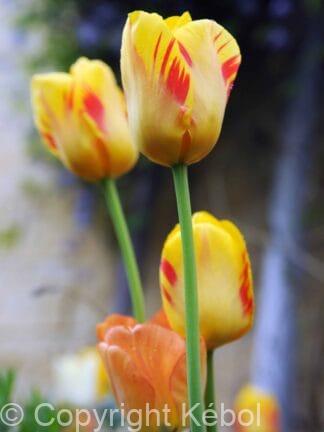 Tulipa Olympic Flame