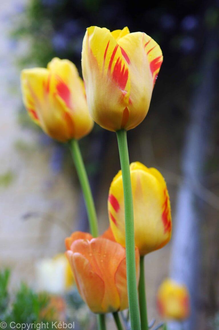 Tulipa Olympic Flame