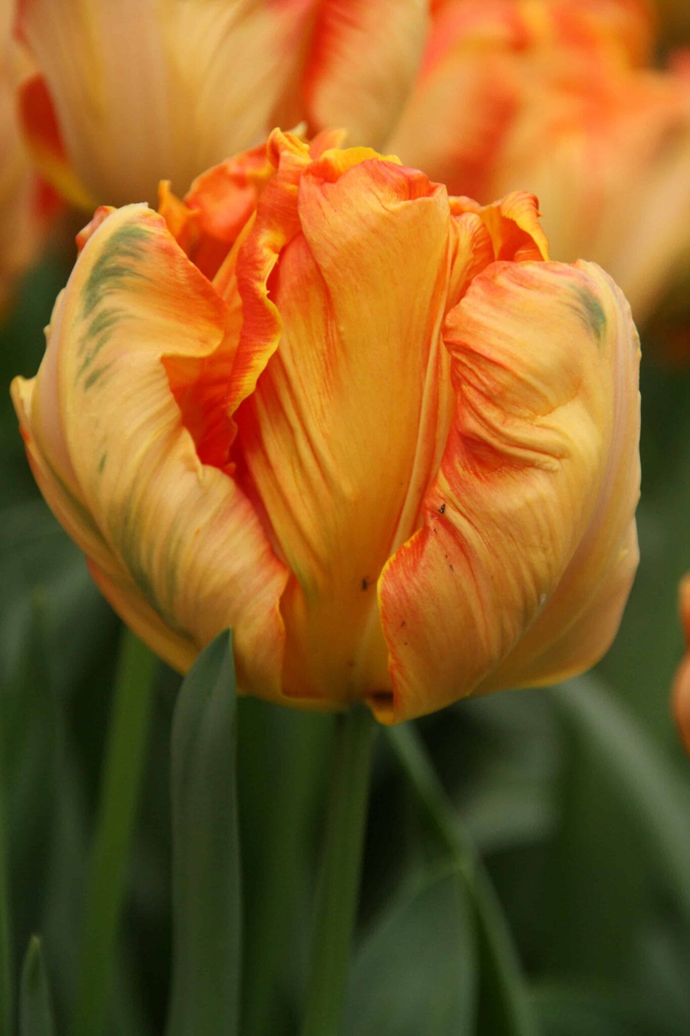 Tulipa Parrot King
