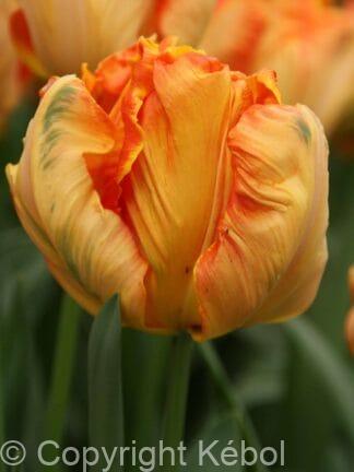 Tulipa Parrot King