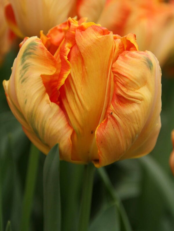 Tulipa Parrot King