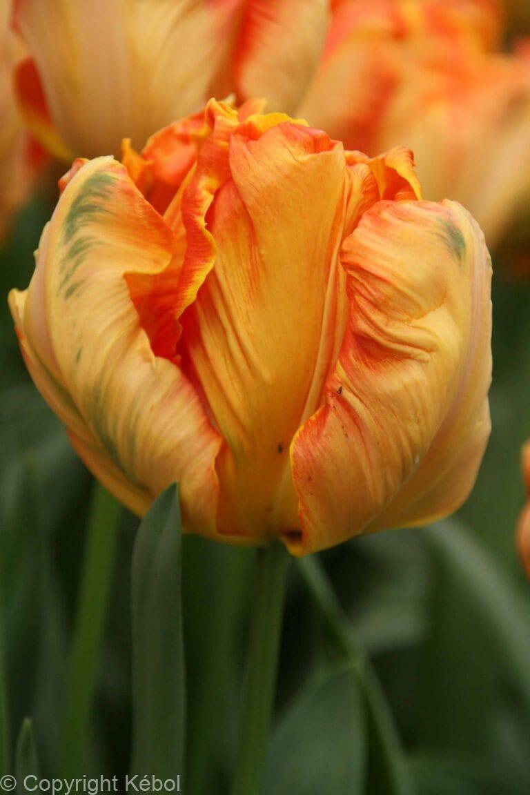 Tulipa Parrot King