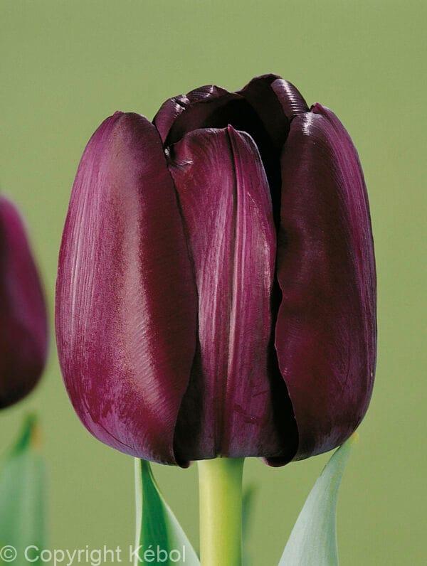Tulipa Paul Scherer