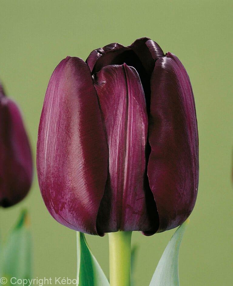 Tulipa Paul Scherer