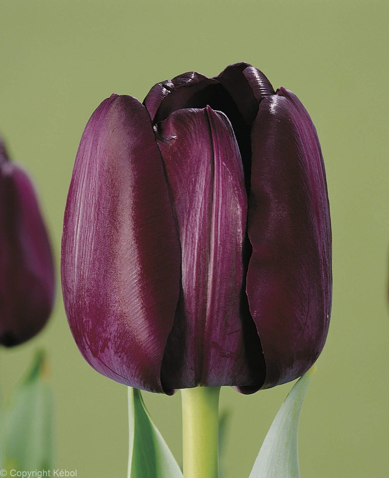Tulipa Paul Scherer