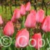 Tulipa Pink Sound