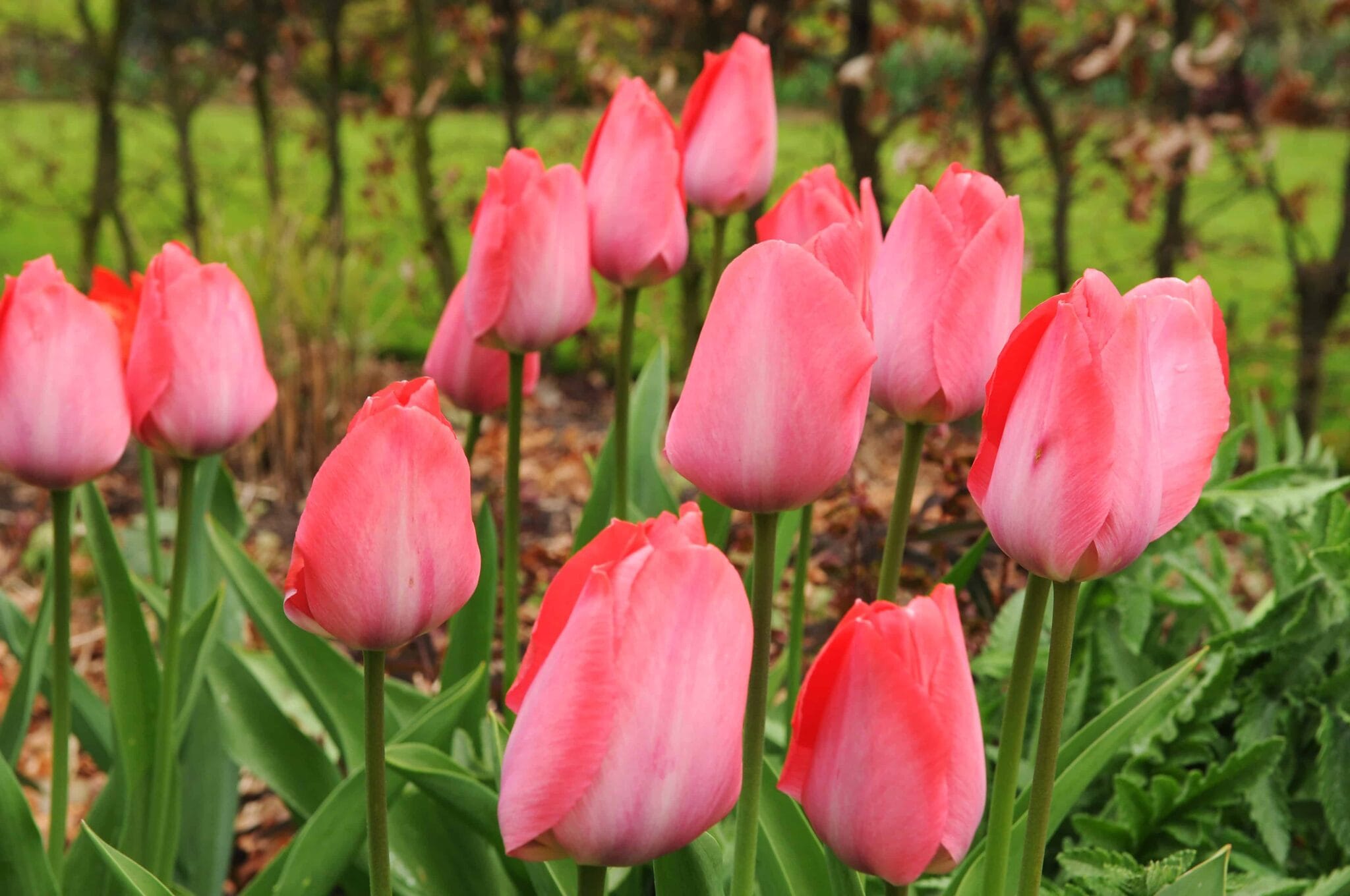 Tulipa Pink Sound