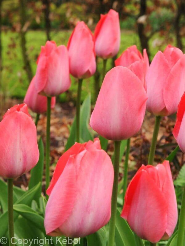 Tulipa Pink Sound