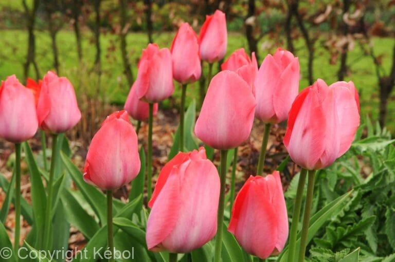 Tulipa Pink Sound