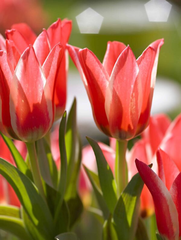 Tulipa Pinocchio
