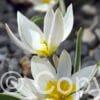 Tulipa Polychroma