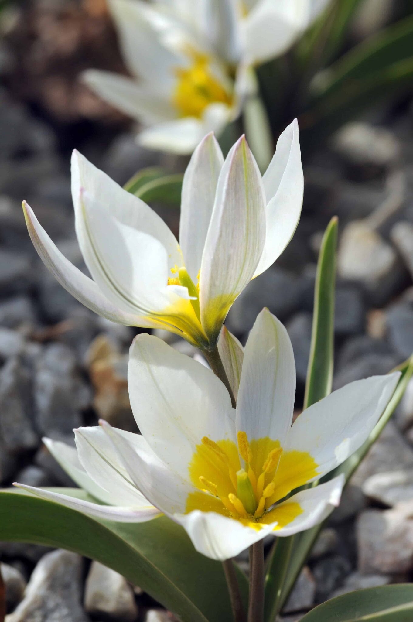 Tulipa Polychroma